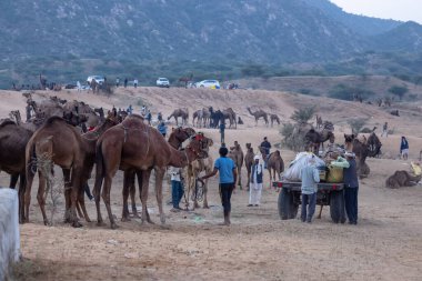 Puşkar, Rajasthan, Hindistan - 11 Kasım 2024: Geleneksel beyaz giysili rajasthani erkek portresi çöl panayırında renkli türbanla deve pazarında deve ticareti yaparken.