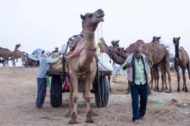 Puşkar, Rajasthan, Hindistan - 11 Kasım 2024: Geleneksel beyaz giysili rajasthani erkek portresi çöl panayırında renkli türbanla deve pazarında deve ticareti yaparken.