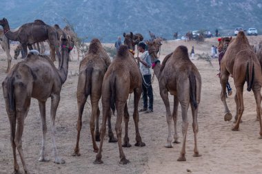 Puşkar, Rajasthan, Hindistan - 11 Kasım 2024: Geleneksel beyaz giysili rajasthani erkek portresi çöl panayırında renkli türbanla deve pazarında deve ticareti yaparken.