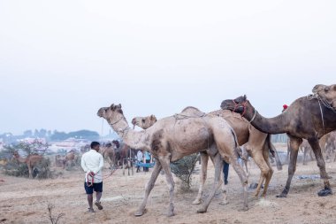 Puşkar, Rajasthan, Hindistan - 11 Kasım 2024: Geleneksel beyaz giysili rajasthani erkek portresi çöl panayırında renkli türbanla deve pazarında deve ticareti yaparken.