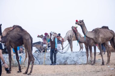 Puşkar, Rajasthan, Hindistan - 11 Kasım 2024: Geleneksel beyaz giysili rajasthani erkek portresi çöl panayırında renkli türbanla deve pazarında deve ticareti yaparken.