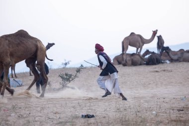 Puşkar, Rajasthan, Hindistan - 11 Kasım 2024: Geleneksel beyaz giysili rajasthani erkek portresi çöl panayırında renkli türbanla deve pazarında deve ticareti yaparken.