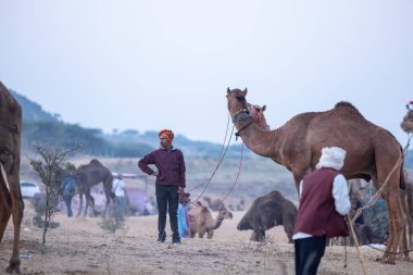 Puşkar, Rajasthan, Hindistan - 11 Kasım 2024: Geleneksel beyaz giysili rajasthani erkek portresi çöl panayırında renkli türbanla deve pazarında deve ticareti yaparken.