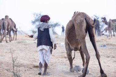 Puşkar, Rajasthan, Hindistan - 11 Kasım 2024: Geleneksel beyaz giysili rajasthani erkek portresi çöl panayırında renkli türbanla deve pazarında deve ticareti yaparken.