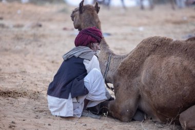 Puşkar, Rajasthan, Hindistan - 11 Kasım 2024: Geleneksel beyaz giysili rajasthani erkek portresi çöl panayırında renkli türbanla deve pazarında deve ticareti yaparken.