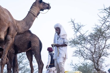 Puşkar, Rajasthan, Hindistan - 11 Kasım 2024: Geleneksel beyaz giysili rajasthani erkek portresi çöl panayırında renkli türbanla deve pazarında deve ticareti yaparken.