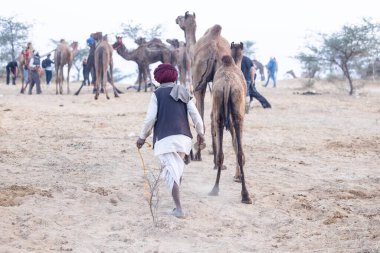 Puşkar, Rajasthan, Hindistan - 11 Kasım 2024: Geleneksel beyaz giysili rajasthani erkek portresi çöl panayırında renkli türbanla deve pazarında deve ticareti yaparken.