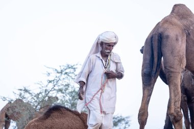 Puşkar, Rajasthan, Hindistan - 11 Kasım 2024: Geleneksel beyaz giysili rajasthani erkek portresi çöl panayırında renkli türbanla deve pazarında deve ticareti yaparken.