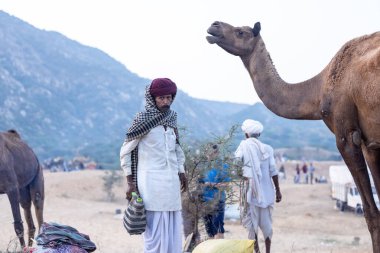 Puşkar, Rajasthan, Hindistan - 11 Kasım 2024: Geleneksel beyaz giysili rajasthani erkek portresi çöl panayırında renkli türbanla deve pazarında deve ticareti yaparken.