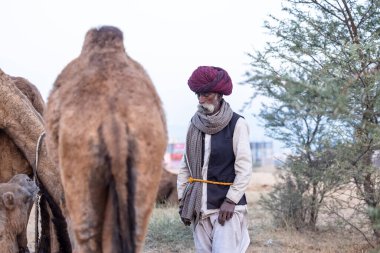 Puşkar, Rajasthan, Hindistan - 11 Kasım 2024: Geleneksel beyaz giysili rajasthani erkek portresi çöl panayırında renkli türbanla deve pazarında deve ticareti yaparken.