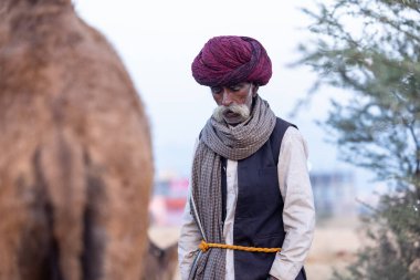 Puşkar, Rajasthan, Hindistan - 11 Kasım 2024: Geleneksel beyaz giysili rajasthani erkek portresi çöl panayırında renkli türbanla deve pazarında deve ticareti yaparken.