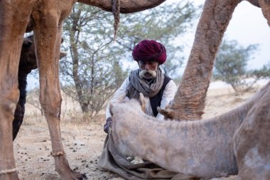 Puşkar, Rajasthan, Hindistan - 11 Kasım 2024: Geleneksel beyaz giysili rajasthani erkek portresi çöl panayırında renkli türbanla deve pazarında deve ticareti yaparken.
