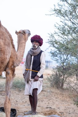 Puşkar, Rajasthan, Hindistan - 11 Kasım 2024: Geleneksel beyaz giysili rajasthani erkek portresi çöl panayırında renkli türbanla deve pazarında deve ticareti yaparken.