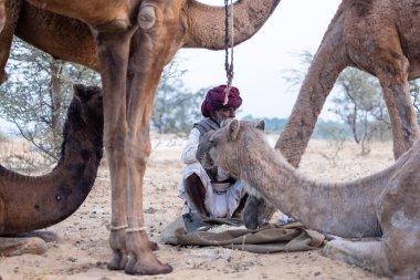 Puşkar, Rajasthan, Hindistan - 11 Kasım 2024: Geleneksel beyaz giysili rajasthani erkek portresi çöl panayırında renkli türbanla deve pazarında deve ticareti yaparken.
