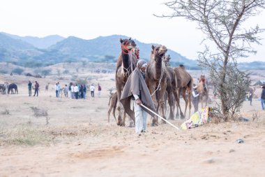 Puşkar, Rajasthan, Hindistan - 11 Kasım 2024: Geleneksel beyaz giysili rajasthani erkek portresi çöl panayırında renkli türbanla deve pazarında deve ticareti yaparken.
