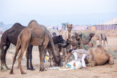 Puşkar, Rajasthan, Hindistan - 11 Kasım 2024: Geleneksel beyaz giysili rajasthani erkek portresi çöl panayırında renkli türbanla deve pazarında deve ticareti yaparken.
