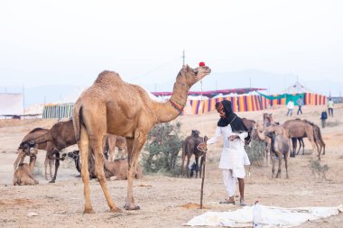 Puşkar, Rajasthan, Hindistan - 11 Kasım 2024: Geleneksel beyaz giysili rajasthani erkek portresi çöl panayırında renkli türbanla deve pazarında deve ticareti yaparken.