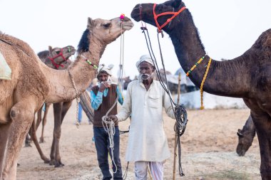 Puşkar, Rajasthan, Hindistan - 11 Kasım 2024: Geleneksel beyaz giysili rajasthani erkek portresi çöl panayırında renkli türbanla deve pazarında deve ticareti yaparken.
