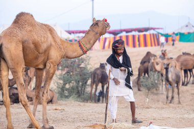 Puşkar, Rajasthan, Hindistan - 11 Kasım 2024: Geleneksel beyaz giysili rajasthani erkek portresi çöl panayırında renkli türbanla deve pazarında deve ticareti yaparken.