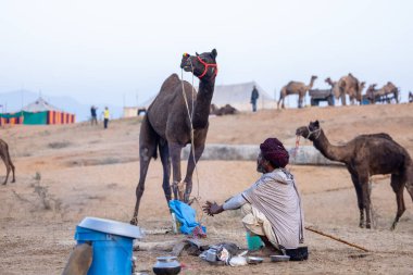 Puşkar, Rajasthan, Hindistan - 11 Kasım 2024: Geleneksel beyaz giysili rajasthani erkek portresi çöl panayırında renkli türbanla deve pazarında deve ticareti yaparken.
