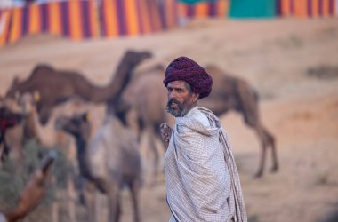 Puşkar, Rajasthan, Hindistan - 11 Kasım 2024: Geleneksel beyaz giysili rajasthani erkek portresi çöl panayırında renkli türbanla deve pazarında deve ticareti yaparken.