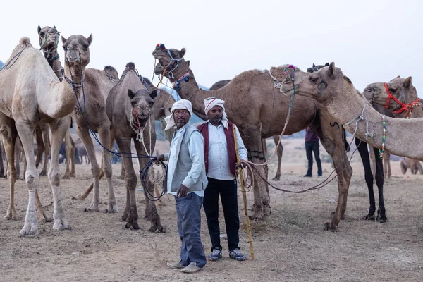 Puşkar, Rajasthan, Hindistan - 11 Kasım 2024: Geleneksel beyaz giysili rajasthani erkek portresi çöl panayırında renkli türbanla deve pazarında deve ticareti yaparken.