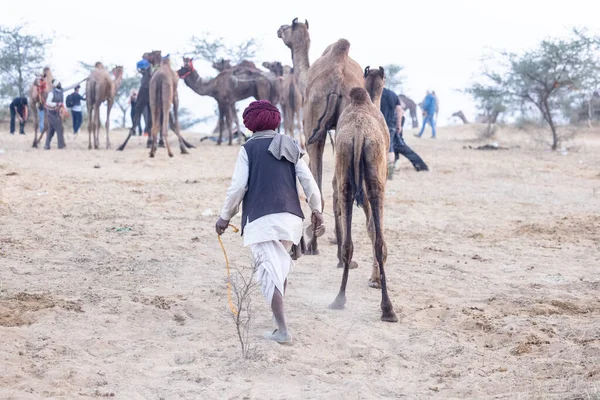 Puşkar, Rajasthan, Hindistan - 11 Kasım 2024: Geleneksel beyaz giysili rajasthani erkek portresi çöl panayırında renkli türbanla deve pazarında deve ticareti yaparken.