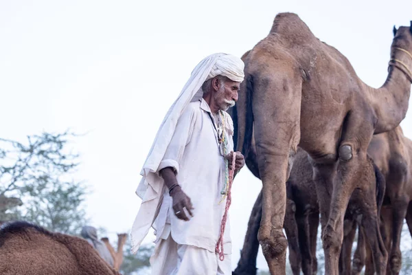 Puşkar, Rajasthan, Hindistan - 11 Kasım 2024: Geleneksel beyaz giysili rajasthani erkek portresi çöl panayırında renkli türbanla deve pazarında deve ticareti yaparken.