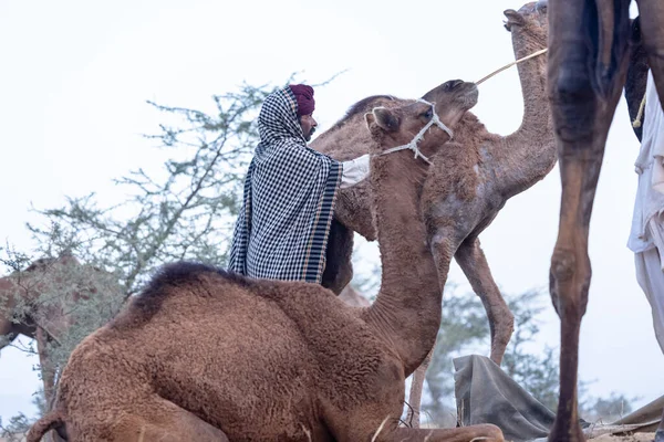 Puşkar, Rajasthan, Hindistan - 11 Kasım 2024: Geleneksel beyaz giysili rajasthani erkek portresi çöl panayırında renkli türbanla deve pazarında deve ticareti yaparken.