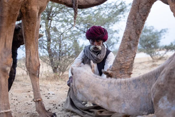 Puşkar, Rajasthan, Hindistan - 11 Kasım 2024: Geleneksel beyaz giysili rajasthani erkek portresi çöl panayırında renkli türbanla deve pazarında deve ticareti yaparken.