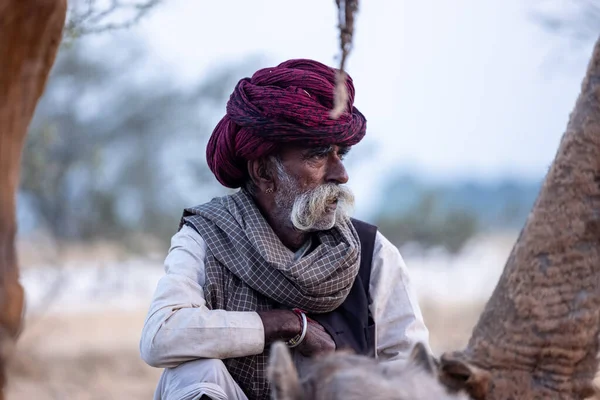 Puşkar, Rajasthan, Hindistan - 11 Kasım 2024: Geleneksel beyaz giysili rajasthani erkek portresi çöl panayırında renkli türbanla deve pazarında deve ticareti yaparken.