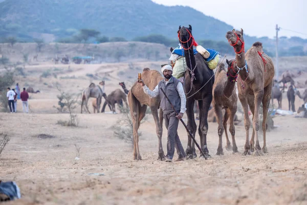 Puşkar, Rajasthan, Hindistan - 11 Kasım 2024: Geleneksel beyaz giysili rajasthani erkek portresi çöl panayırında renkli türbanla deve pazarında deve ticareti yaparken.