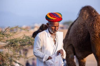 Puşkar, Rajasthan, Hindistan - 11 Kasım 2024: Geleneksel beyaz giysili rajasthani erkek portresi çöl panayırında renkli türbanla deve pazarında deve ticareti yaparken.
