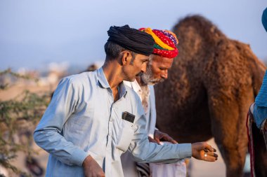 Puşkar, Rajasthan, Hindistan - 11 Kasım 2024: Geleneksel beyaz giysili rajasthani erkek portresi çöl panayırında renkli türbanla deve pazarında deve ticareti yaparken.
