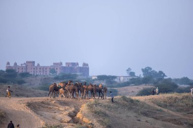 Puşkar, Rajasthan, Hindistan - 11 Kasım 2024: Geleneksel beyaz giysili rajasthani erkek portresi çöl panayırında renkli türbanla deve pazarında deve ticareti yaparken.