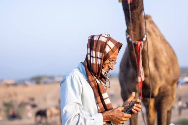 Puşkar, Rajasthan, Hindistan - 11 Kasım 2024: Geleneksel beyaz giysili rajasthani erkek portresi çöl panayırında renkli türbanla deve pazarında deve ticareti yaparken.