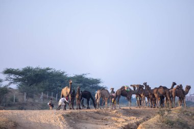 Puşkar, Rajasthan, Hindistan - 11 Kasım 2024: Geleneksel beyaz giysili rajasthani erkek portresi çöl panayırında renkli türbanla deve pazarında deve ticareti yaparken.