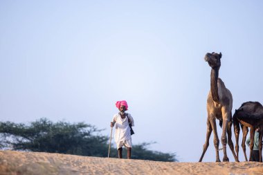 Puşkar, Rajasthan, Hindistan - 11 Kasım 2024: Geleneksel beyaz giysili rajasthani erkek portresi çöl panayırında renkli türbanla deve pazarında deve ticareti yaparken.