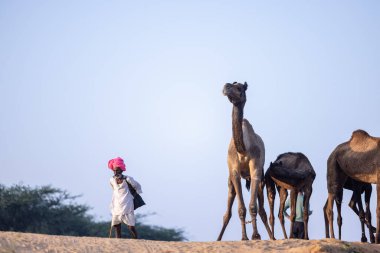 Puşkar, Rajasthan, Hindistan - 11 Kasım 2024: Geleneksel beyaz giysili rajasthani erkek portresi çöl panayırında renkli türbanla deve pazarında deve ticareti yaparken.