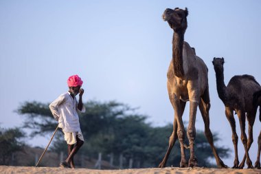 Puşkar, Rajasthan, Hindistan - 11 Kasım 2024: Geleneksel beyaz giysili rajasthani erkek portresi çöl panayırında renkli türbanla deve pazarında deve ticareti yaparken.