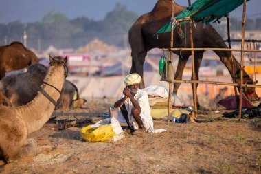 Puşkar, Rajasthan, Hindistan - 11 Kasım 2024: Geleneksel beyaz giysili rajasthani erkek portresi çöl panayırında renkli türbanla deve pazarında deve ticareti yaparken.