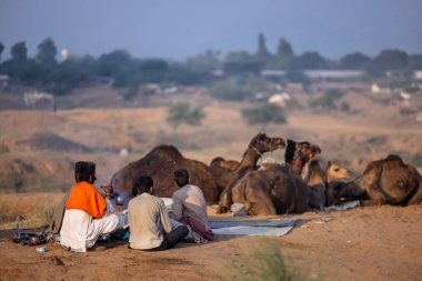 Puşkar, Rajasthan, Hindistan - 11 Kasım 2024: Geleneksel beyaz giysili rajasthani erkek portresi çöl panayırında renkli türbanla deve pazarında deve ticareti yaparken.