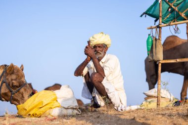 Puşkar, Rajasthan, Hindistan - 11 Kasım 2024: Geleneksel beyaz giysili rajasthani erkek portresi çöl panayırında renkli türbanla deve pazarında deve ticareti yaparken.