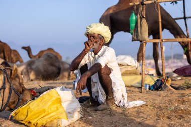 Puşkar, Rajasthan, Hindistan - 11 Kasım 2024: Geleneksel beyaz giysili rajasthani erkek portresi çöl panayırında renkli türbanla deve pazarında deve ticareti yaparken.