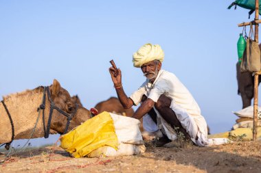Puşkar, Rajasthan, Hindistan - 11 Kasım 2024: Geleneksel beyaz giysili rajasthani erkek portresi çöl panayırında renkli türbanla deve pazarında deve ticareti yaparken.