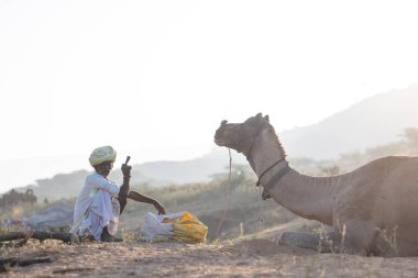 Puşkar, Rajasthan, Hindistan - 11 Kasım 2024: Geleneksel beyaz giysili rajasthani erkek portresi çöl panayırında renkli türbanla deve pazarında deve ticareti yaparken.