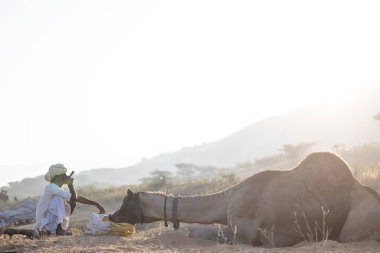 Puşkar, Rajasthan, Hindistan - 11 Kasım 2024: Geleneksel beyaz giysili rajasthani erkek portresi çöl panayırında renkli türbanla deve pazarında deve ticareti yaparken.