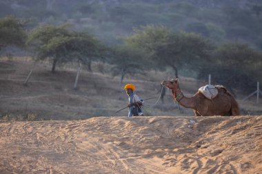 Puşkar, Rajasthan, Hindistan - 11 Kasım 2024: Geleneksel beyaz giysili rajasthani erkek portresi çöl panayırında renkli türbanla deve pazarında deve ticareti yaparken.