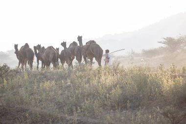 Puşkar, Rajasthan, Hindistan - 11 Kasım 2024: Geleneksel beyaz giysili rajasthani erkek portresi çöl panayırında renkli türbanla deve pazarında deve ticareti yaparken.