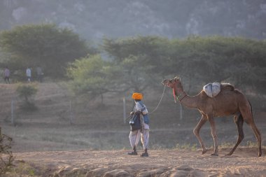 Puşkar, Rajasthan, Hindistan - 11 Kasım 2024: Geleneksel beyaz giysili rajasthani erkek portresi çöl panayırında renkli türbanla deve pazarında deve ticareti yaparken.